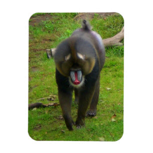Flexible Mandrill Magnet