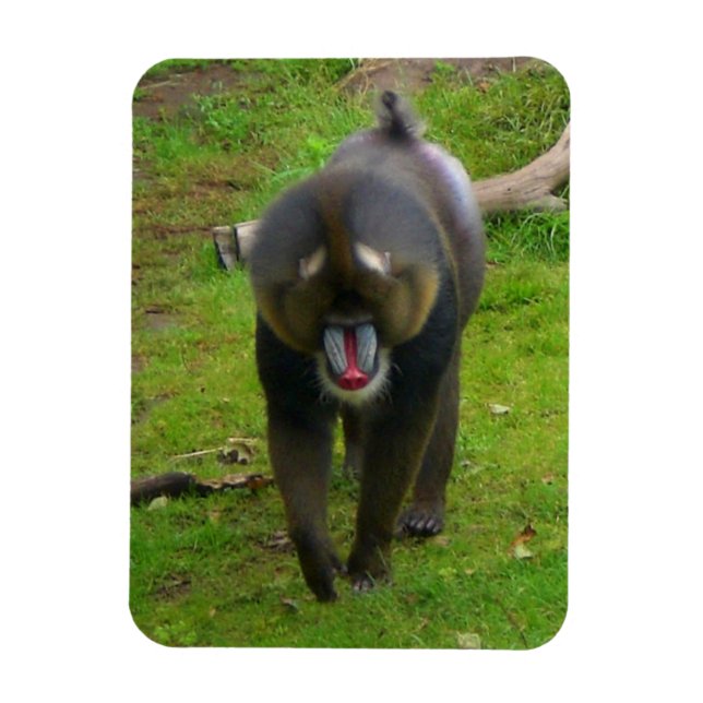 Flexible Mandrill Magnet (Vertical)