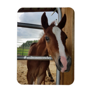 Flexible Milton Monday Magnet