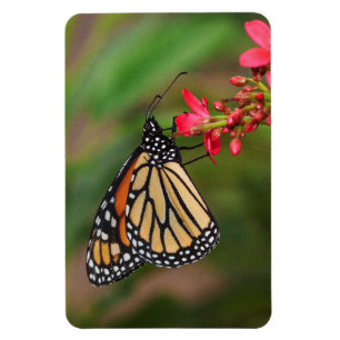 Flexible Monarque sur les fleurs de Penta Magnet