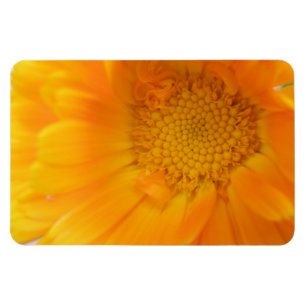 Flexible Orange Marigold Macro Magnet Premium