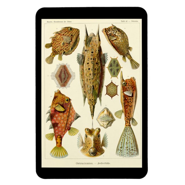 Flexible "Ostraciontes" par Ernst Haeckel Magnet (Vertical)