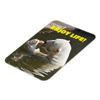 Ours Polaire Mangeant des Fruits dans l'Eau Magnet