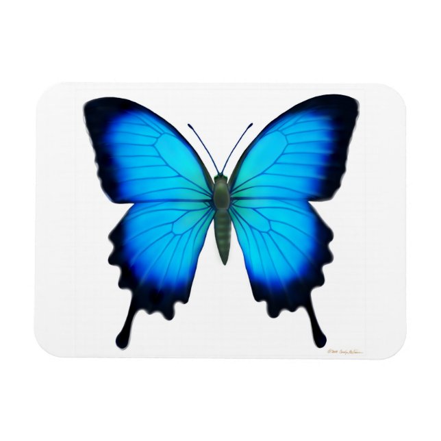 Flexible Papilio bleu Ulysse Papillon Magnet Premium (Horizontal)