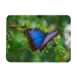 Flexible Papillon bleu Morpho Magnet Premium