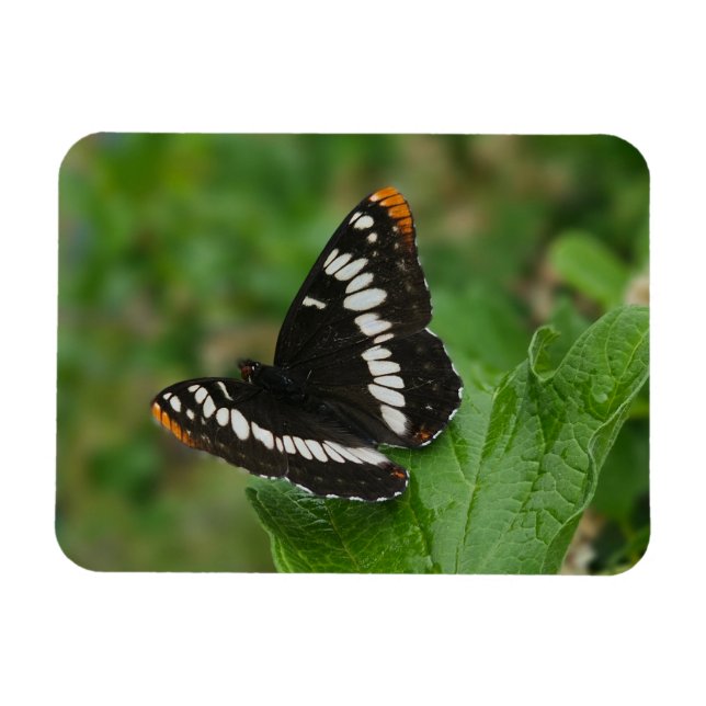 Flexible Papillon sur Snowball bush Magnet (Horizontal)