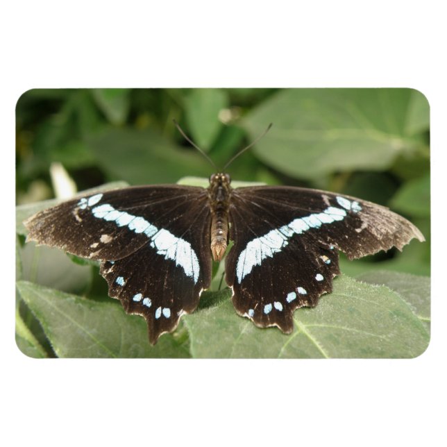Flexible Papillon tropical noir et blanc Magnet Flexi (Horizontal)
