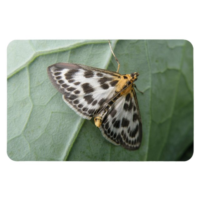 Flexible Petit Magpie Moth Premium Magnet (Horizontal)