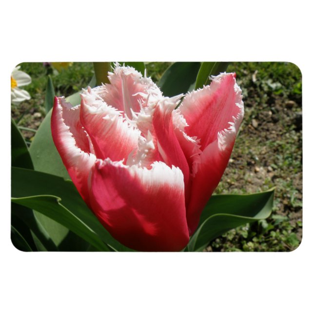 Flexible Pink Fringed Tulip Premium Magnet (Horizontal)