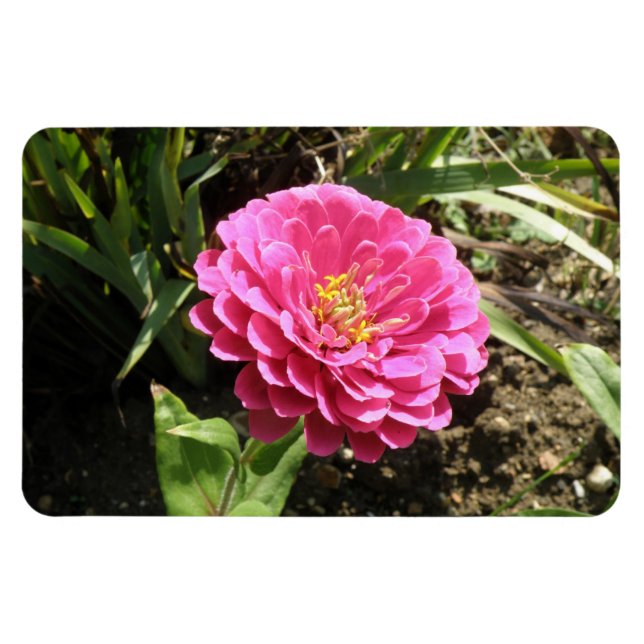Flexible Pink Zinnia Premium Magnet (Horizontal)