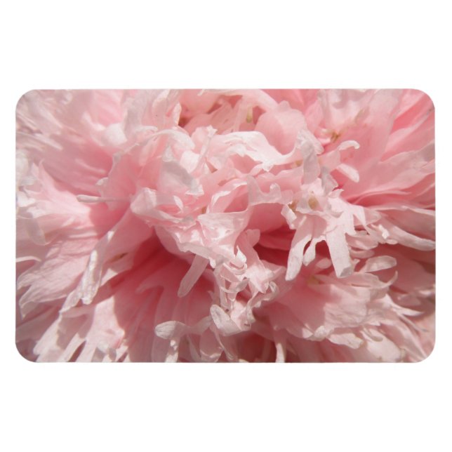 Flexible Pretty Pale Rose Poppy Magnet Premium (Horizontal)