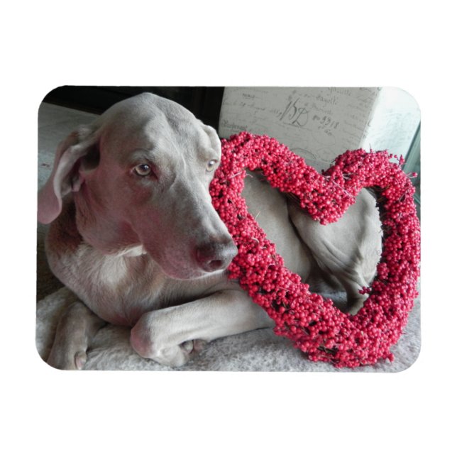 Flexible Rain's Love - chien - Weimaraner Magnet (Horizontal)
