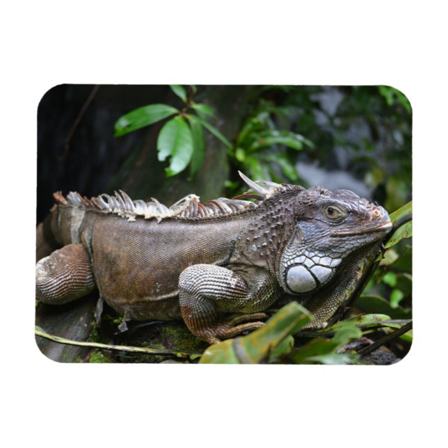 Flexible Regardez Me Lizzard Singapore Zoo Magnet (Horizontal)