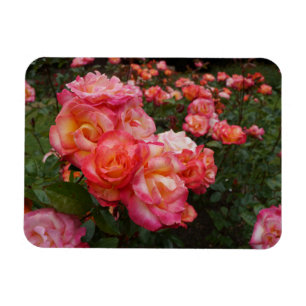 Flexible Rose Sorbet Arc-en-ciel #4 Magnet photo
