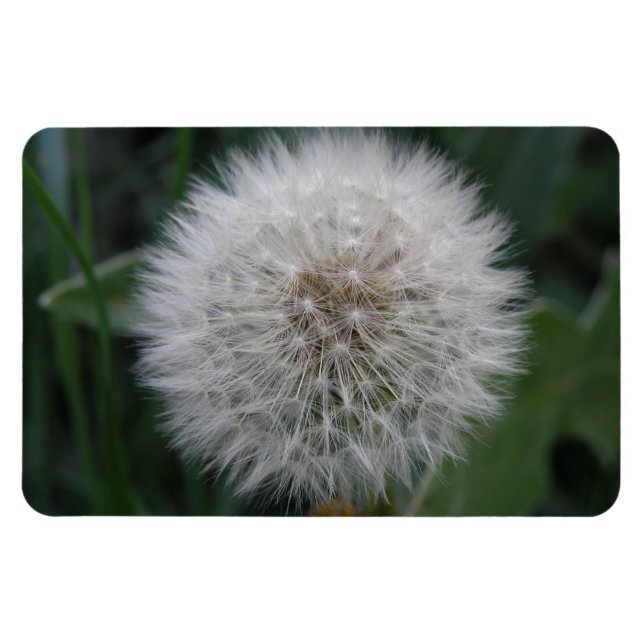 Flexible Seeding Dandelion Flower Premium Magnet (Horizontal)