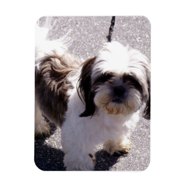 Flexible Shih Tsu Puppy Premium Magnet (Vertical)