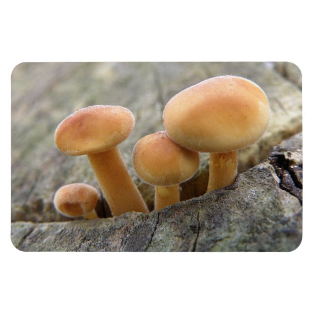 Flexible Tabourets sur un Magnet Flexi Tronc Arbre (Horizontal)