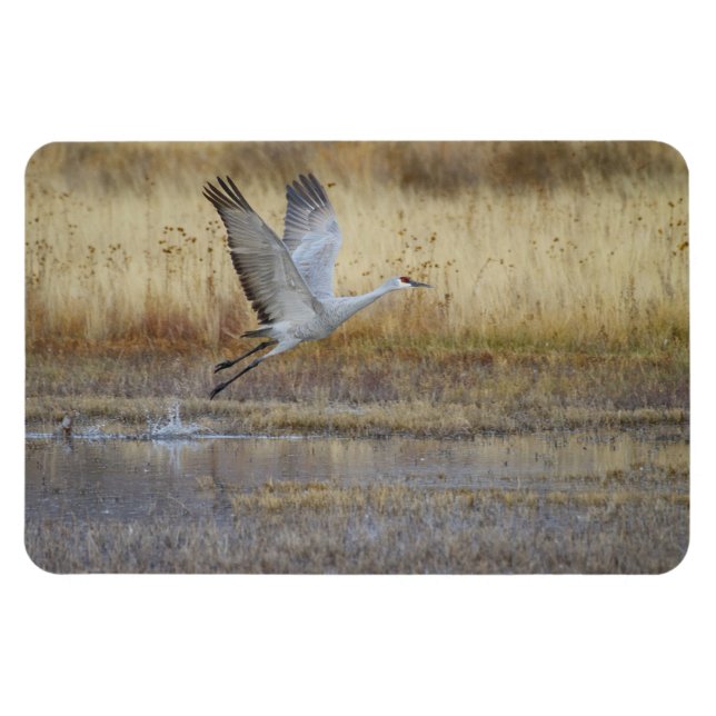 Flexible Venez voler avec moi Sandhill Crane Magnet (Horizontal)
