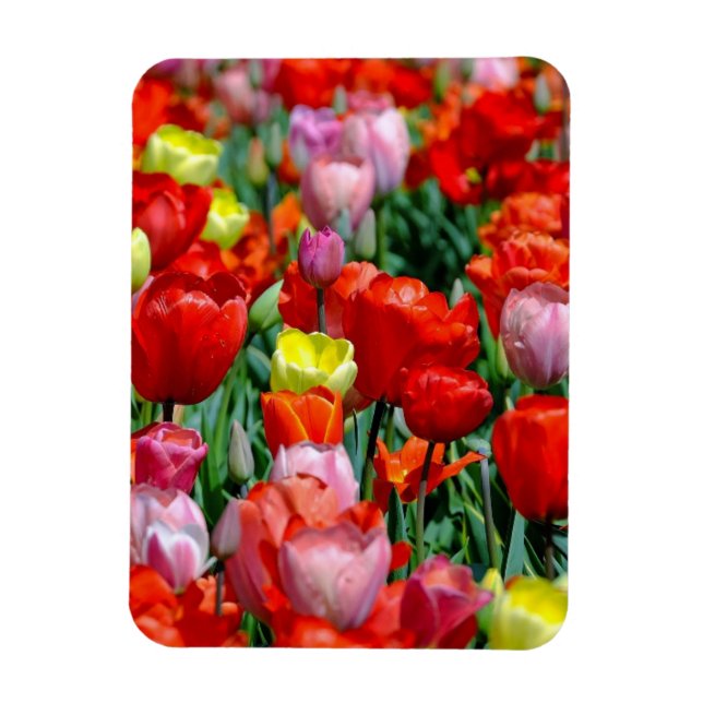 Flexible Vibrant Yellow and Red Tulips Garden Photo Magnet (Vertical)