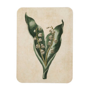Flexible Vintage Lys floraux botaniques de la vallée Magnet