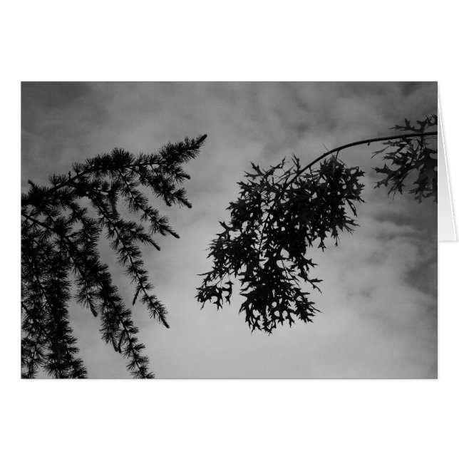 Flirt (Devant horizontal)
