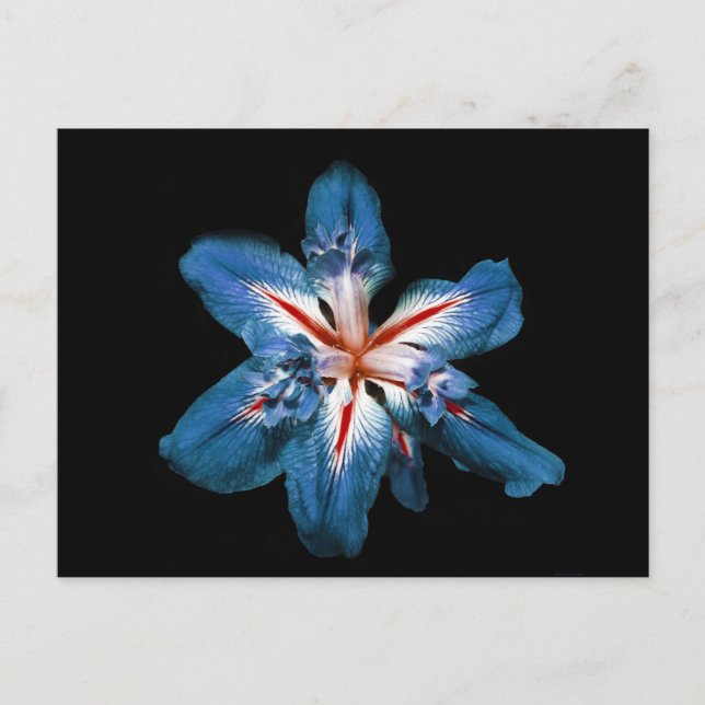 "Flor de la Mar" - Carte postale (Devant)