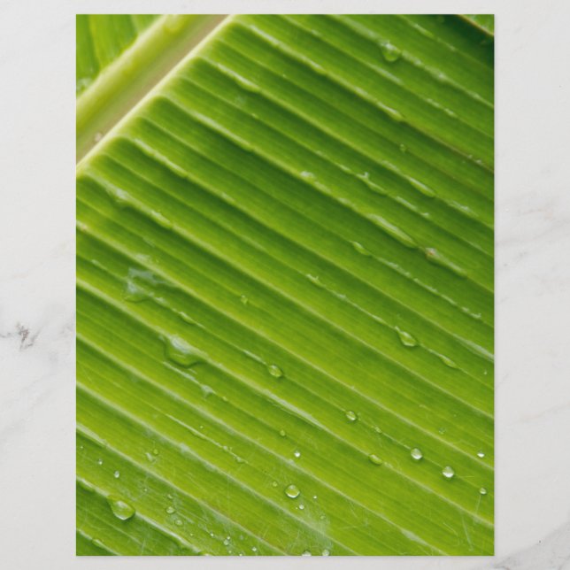 Flora Dominica 1 (Devant)