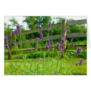 Floraison de lavande