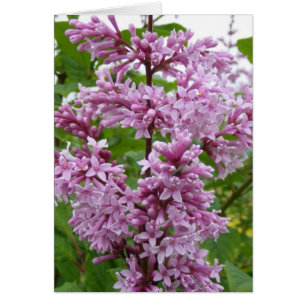 Floraison de lilas