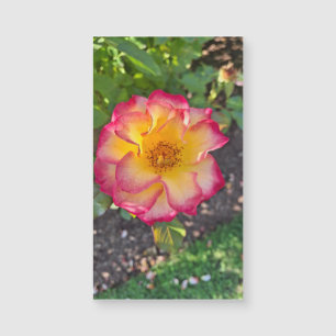 Floraison rose glorieuse d'été