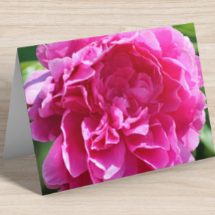 Floral Blanc À L'Intérieur De Joli Rose Élégant Pl
