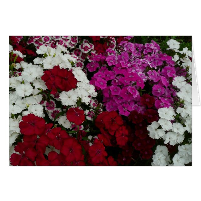 Floral Dianthus blanc, rose et rouge (Devant horizontal)