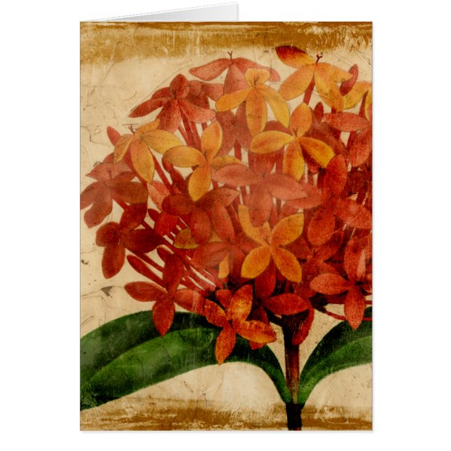 Floral III (Devant)