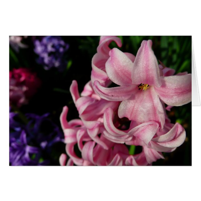 Floral Pink Hyacinth (Devant horizontal)