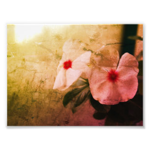 Floral Retro Image Kodak Professional Photo