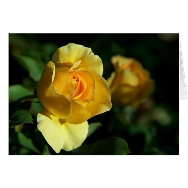 Floral rose jaune (Devant horizontal)