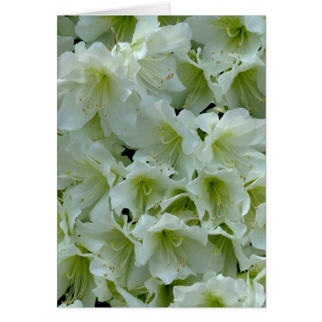 Flore de patchs Azalea blanc (Devant)