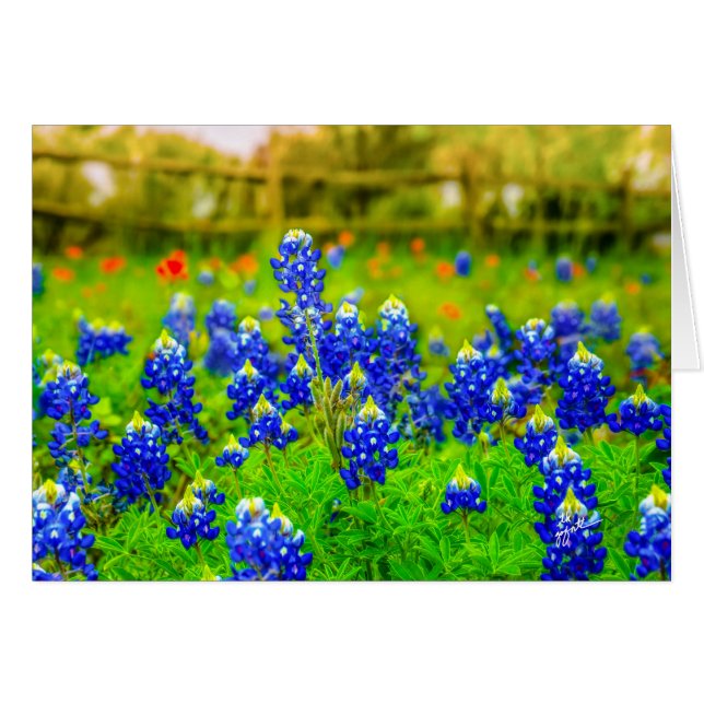 Flore des Bluebonnets du Texas (Devant horizontal)