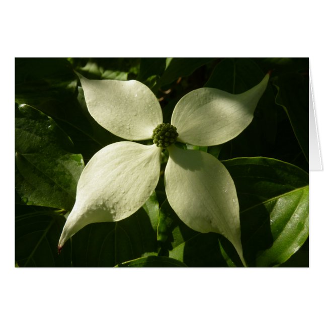 Flore printanière du Dogwood illuminé (Devant horizontal)