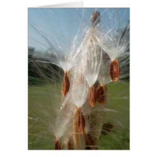 Flore vintage et faune Milkweeds Flottants.jpg