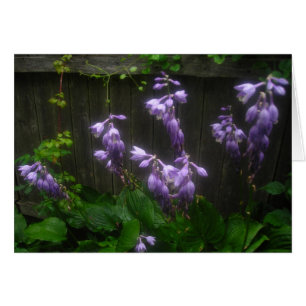 Florets de Hosta pourpres