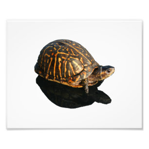 Florida Box turtle Photographie avec Shadow Cutout