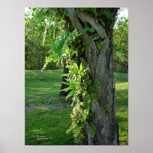 Florida ferns Palm Poster or Print (Devant)