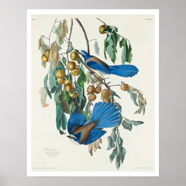 Florida Jay par Audubon Poster (Devant)