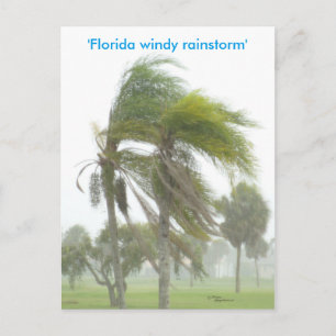 Florida Rainstorm Palm tree Carte postale