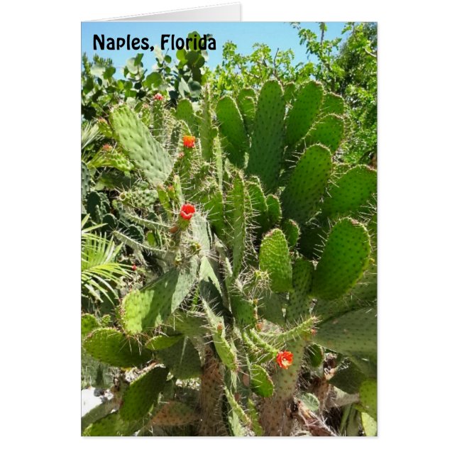 Florida Semaphore Cactus Naples Jardin botanique (Devant)