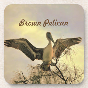 Floride Brown Pelican en Dessous de verre de vol