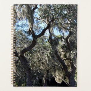 Floride Espagnol Moss