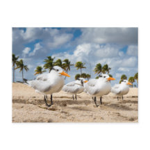 Floride - Four Terns at a beach carte postale