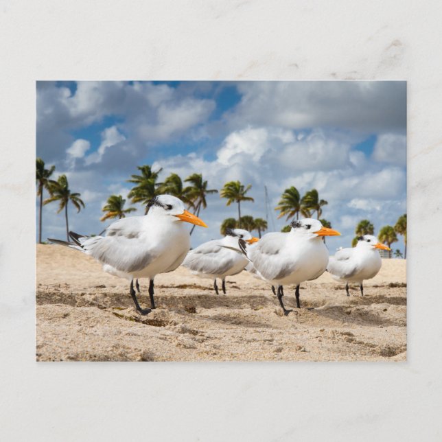 Floride - Four Terns at a beach carte postale (Devant)